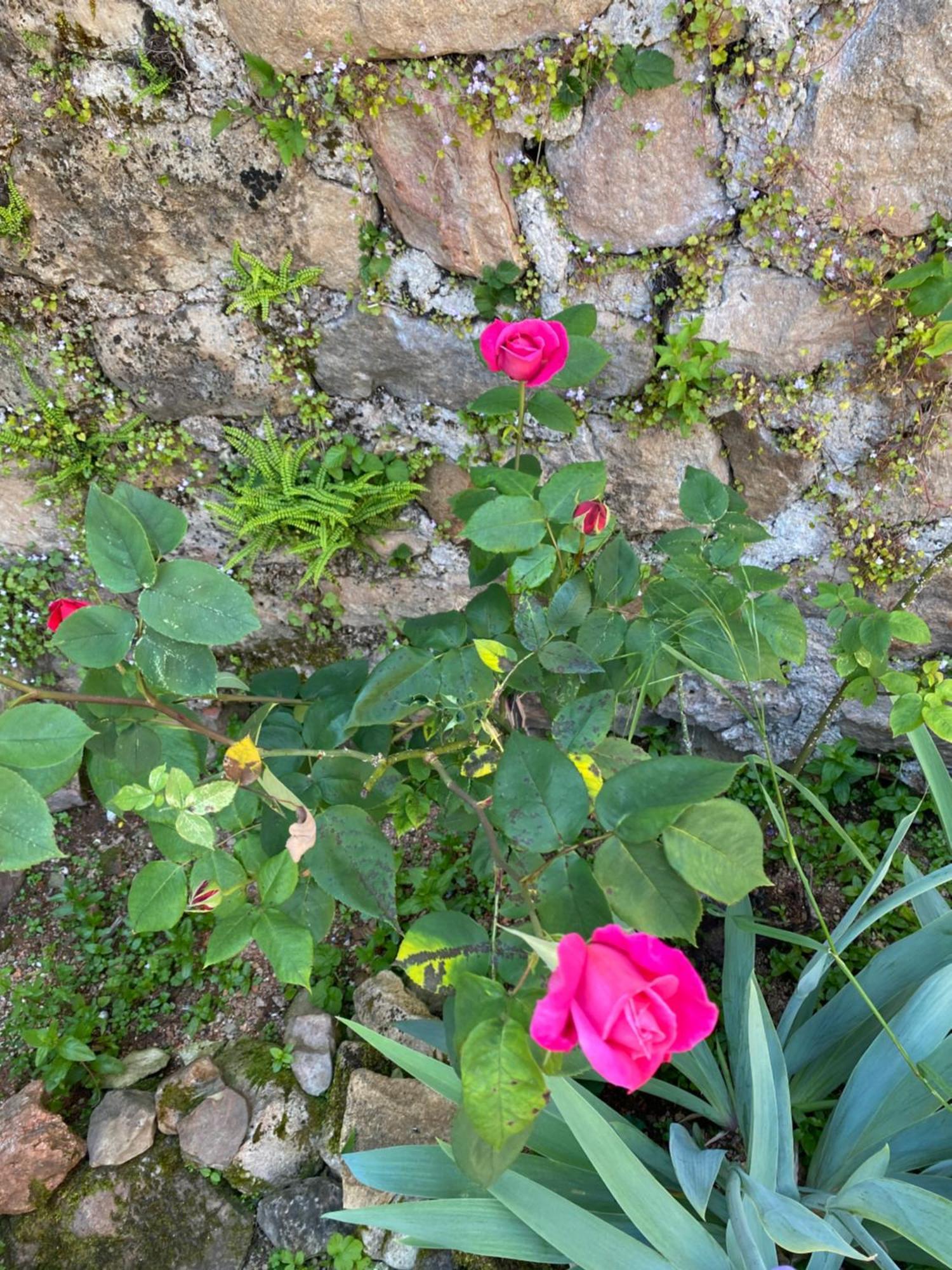 مبيت وإفطار Bergesserin Ferme Fleurie المظهر الخارجي الصورة