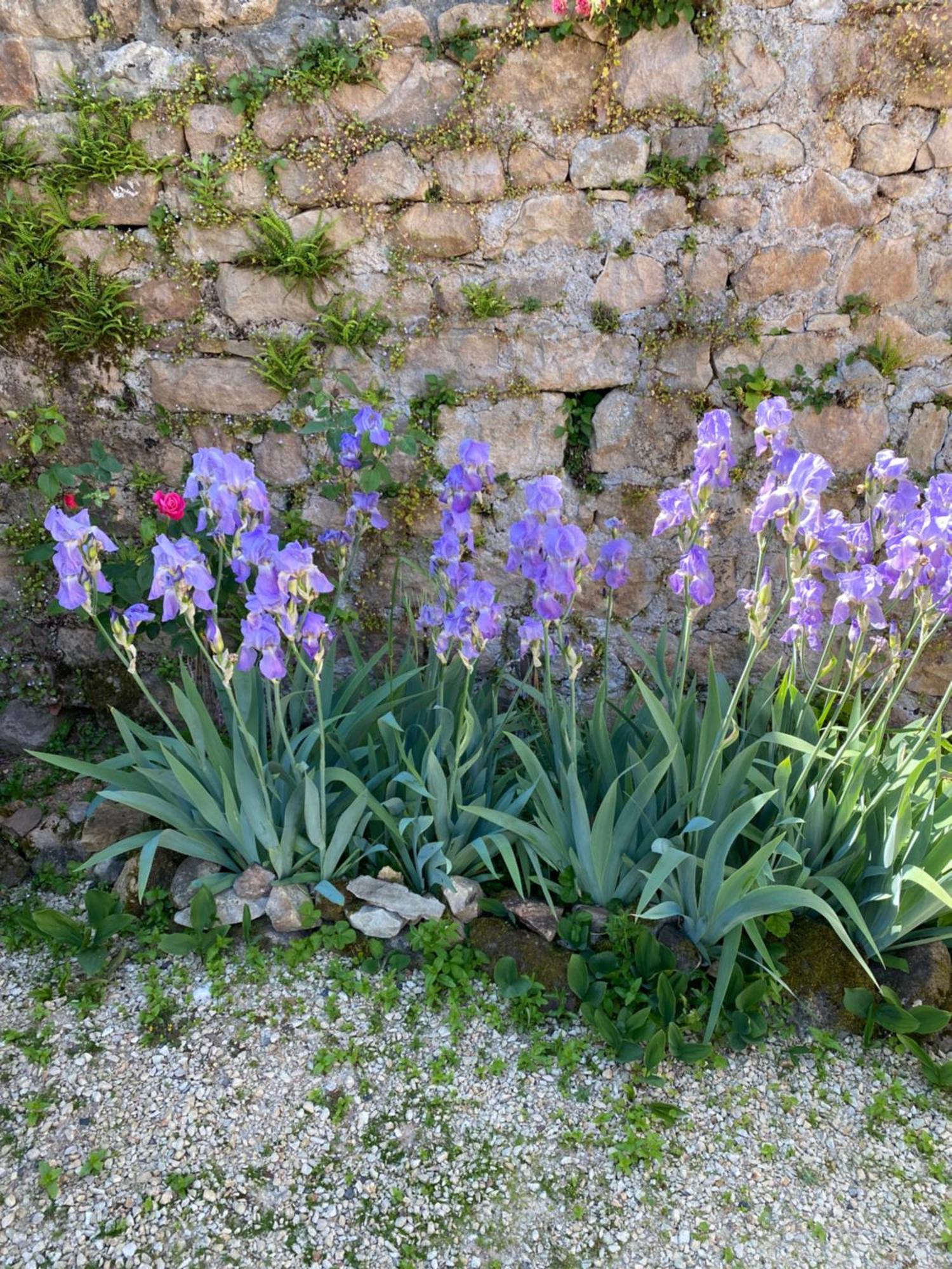 مبيت وإفطار Bergesserin Ferme Fleurie المظهر الخارجي الصورة